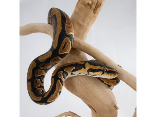 [#18640] Assorted Ball Pythons Reptiles for Sale
