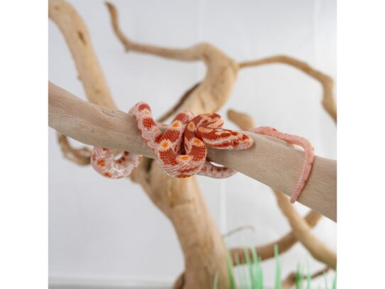 [#18641] Assorted Corn Snakes Reptiles for Sale