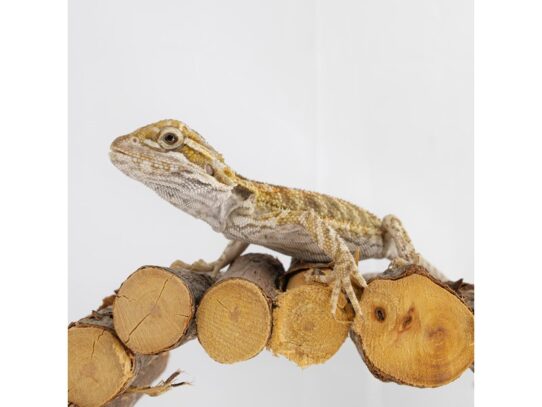 [#18642] Assorted Bearded Dragons Reptiles for Sale
