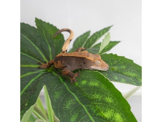 [#18643] Assorted Baby Crested Geckos Reptiles for Sale