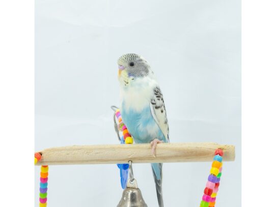 [#18645]  - Assorted Baby Parakeets Birds for Sale