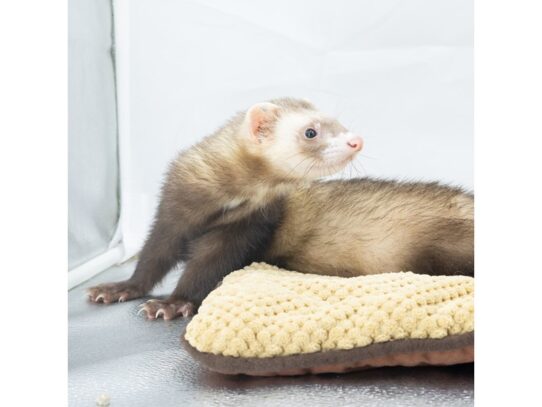 [#18647]  - Assorted Baby Ferrets Small Animals for Sale