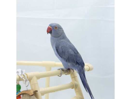 [#18649] Cobalt Blue Indian Ringneck Parakeet Birds for Sale