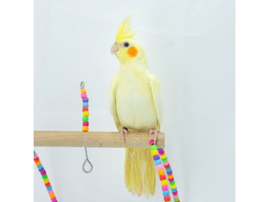 [#18650]  - Assorted Baby Handfed Cockatiels Birds for Sale