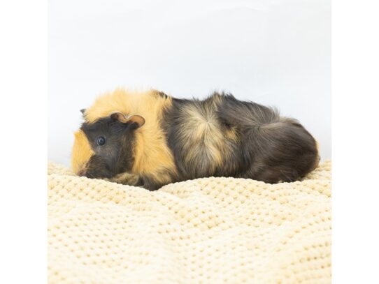 [#18651]  - Assorted Baby Guinea Pigs Small Animals for Sale