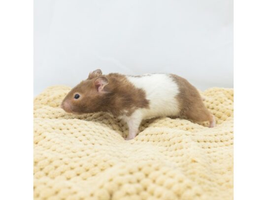 [#18652]  - Assorted Baby Fancy Hamsters Small Animals for Sale