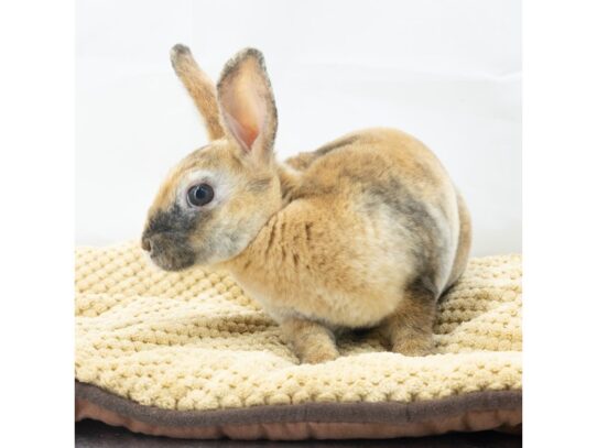 [#18653]  - Assorted Baby Rabbits Small Animals for Sale