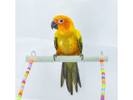 [#18655]  - Sun Conure Birds for Sale