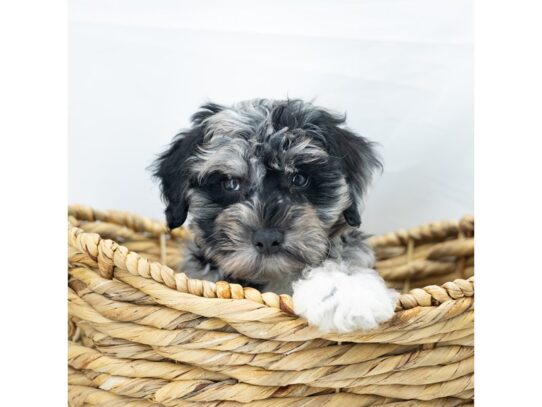 [#18786] Blue Merle Male Schnoodle Puppies for Sale
