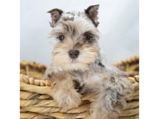 [#18784] Chocolate Merle Female Miniature Schnauzer Puppies for Sale