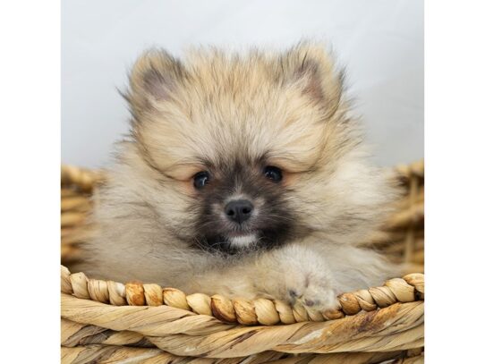 [#18781] Otis - Brown Male Pomeranian Puppies for Sale