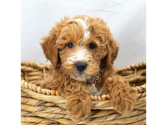 [#18812] Corey - Red / White Male Poodle Puppies for Sale