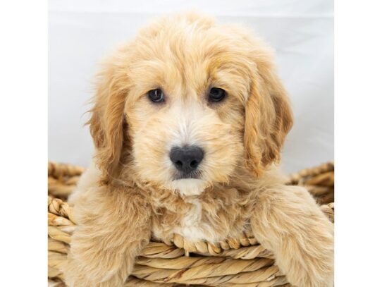 [#18809] Light Golden Male Goldendoodle Mini Puppies for Sale