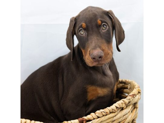 [#18805] Rocky - Red / Rust Male Doberman Pinscher Puppies for Sale