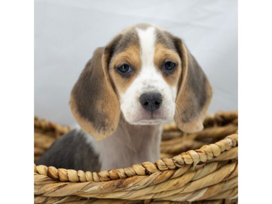 [#18804] Darla - Blue Tan / White Female Beagle Puppies for Sale