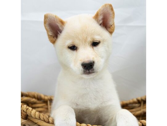 [#18800] Talulah - Cream Female Shiba Inu Puppies for Sale