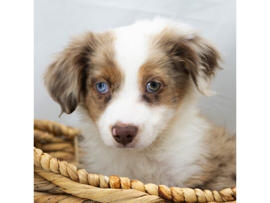 [#18798] Mario - Red Merle Male Miniature Australian Shepherd Puppies for Sale