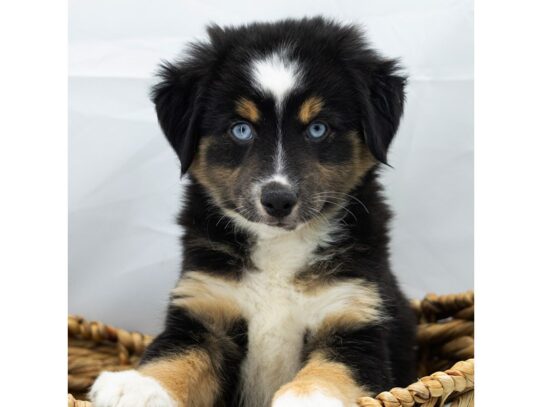 [#18797] Neo - Black Tan / White Male Miniature Australian Shepherd Puppies for Sale