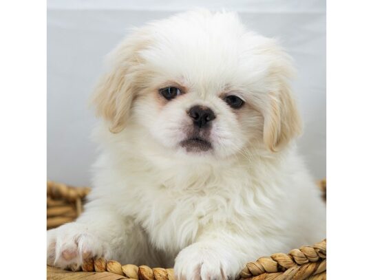 [#18795] Gizmo - Cream Male Pekingese Puppies for Sale