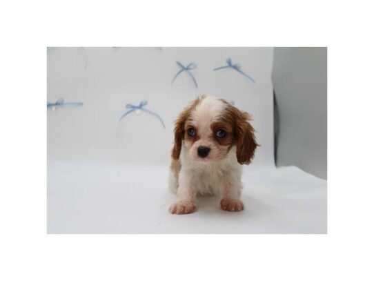 [#18827] Flex - Blenheim Male Cavalier King Charles Spaniel Puppies for Sale