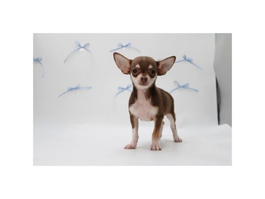[#18826] Chocolate / White Male Chihuahua Puppies for Sale