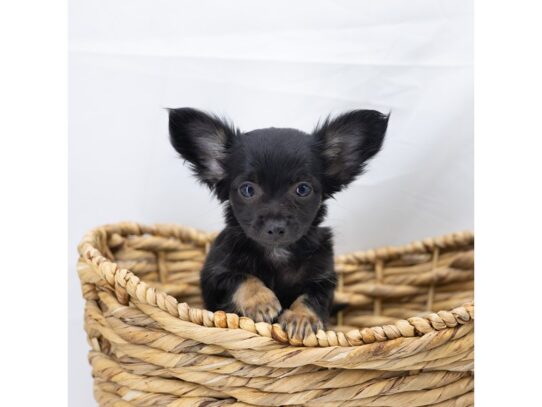 [#18817] Black Male Chihuahua Puppies for Sale