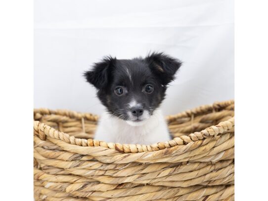 [#18818] Oreo - Black Tan / White Male Rat-Cha Puppies for Sale