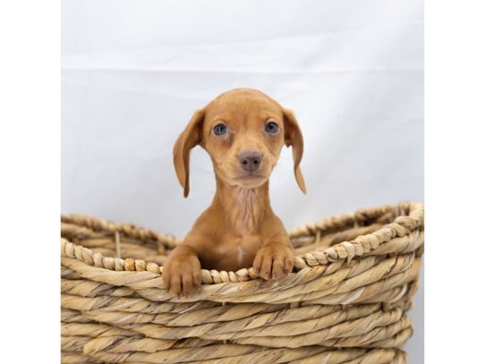 [#18816] Red Female Dachshund Puppies for Sale