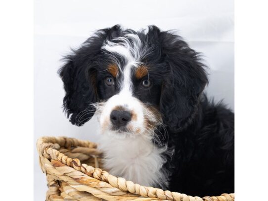 [#18825] Black Male Bernedoodle Mini Puppies for Sale