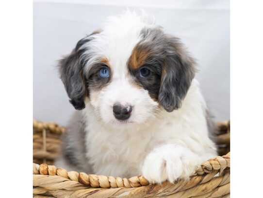 [#18824] Jake - Blue Merle Male Aussiedoodle Mini Puppies for Sale