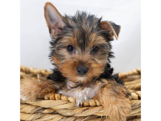 [#18823] Bailey - Black / Tan Male Yorkshire Terrier Puppies for Sale