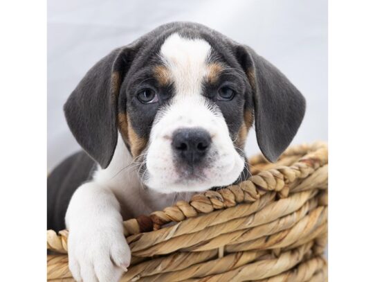 [#18822] Jane - Blue Female Beabull Puppies for Sale