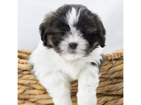 [#18819] Brindle / White Female Shih Tzu Puppies for Sale