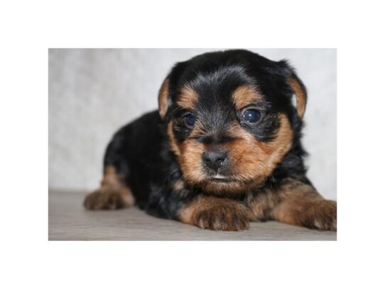 [#18845] Coco - Black / Tan Female Yorkshire Terrier Puppies for Sale