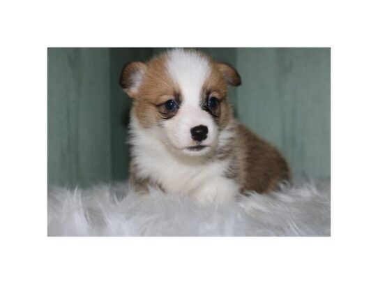 [#18844] Riley - Sable / White Male Pembroke Welsh Corgi Puppies for Sale