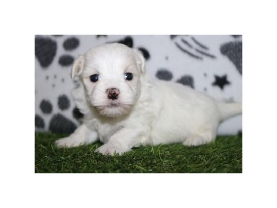 [#18839] Ringo - White Male Teddy Bear Puppies for Sale