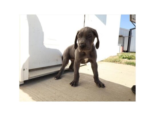 [#18841] Jada - Blue Female Great Dane Puppies for Sale