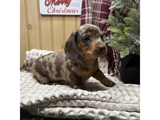 [#18840] Chocolate Female Dachshund Puppies for Sale