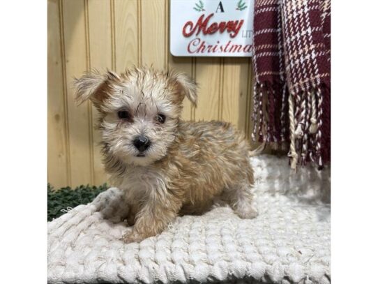 [#18842] Sookie - Brown Female Morkie Puppies for Sale