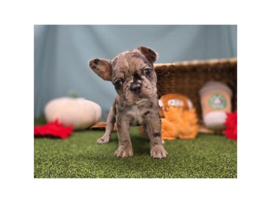 [#18834] Bob - Chocolate Merle Male Frenchton Puppies for Sale