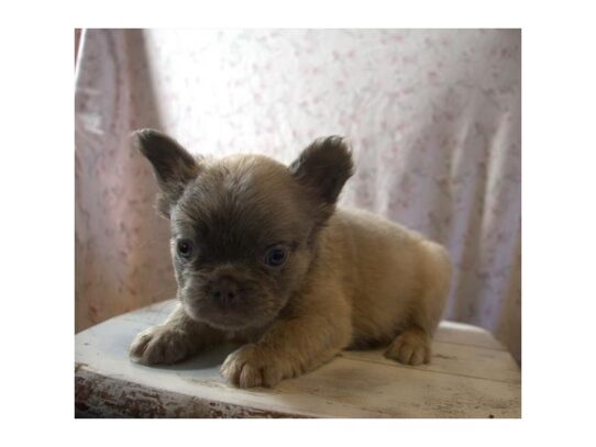 [#18835] Lilac Male French Bulldog Puppies for Sale