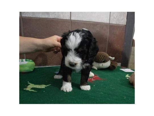 [#18837] Penelope - Black Female Bernedoodle Mini Puppies for Sale